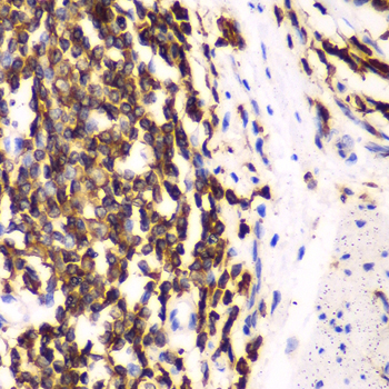 Anti-HCLS1 Rabbit pAb