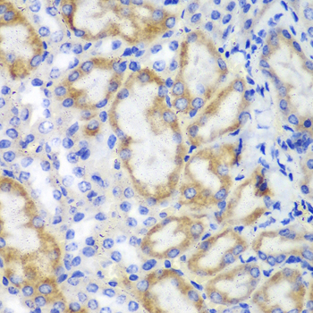 Anti-HCLS1 Rabbit pAb