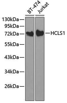 Anti-HCLS1 Rabbit pAb