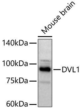 Anti-DVL1 Rabbit pAb