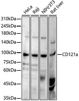 Anti-CD121a Rabbit pAb