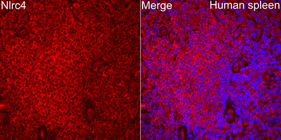Anti-NLRC4 Rabbit pAb
