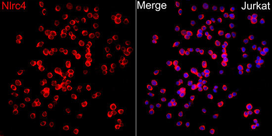 Anti-NLRC4 Rabbit pAb