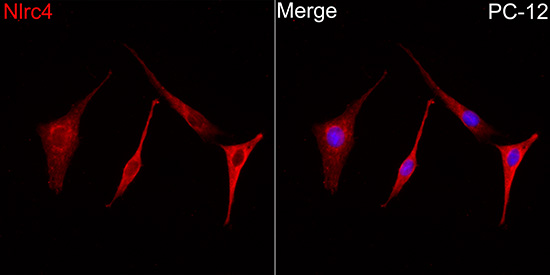Anti-NLRC4 Rabbit pAb