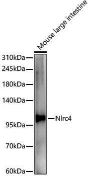 Anti-NLRC4 Rabbit pAb