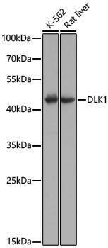 Anti-DLK1 Rabbit pAb