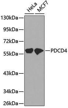 Anti-PDCD4 Rabbit pAb