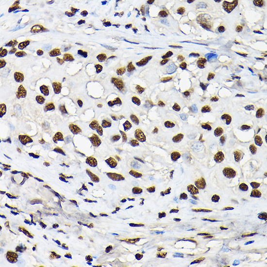 Anti-Histone H3 Rabbit pAb