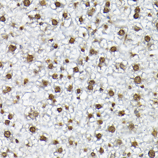 Anti-Histone H3 Rabbit pAb