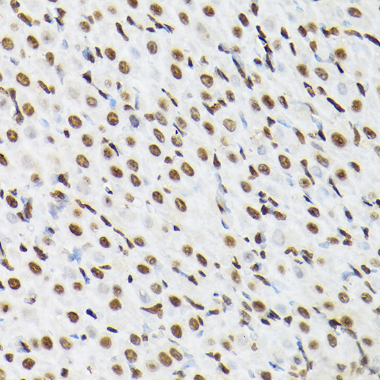 Anti-Histone H3 Rabbit pAb