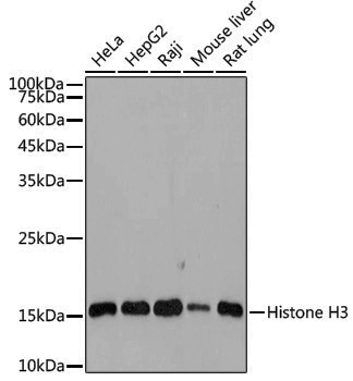 Anti-Histone H3 Rabbit pAb