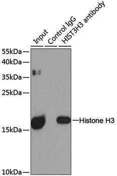 Anti-Histone H3 Rabbit pAb