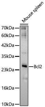 Anti-Bcl-2 Rabbit pAb
