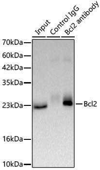 Anti-Bcl-2 Rabbit pAb
