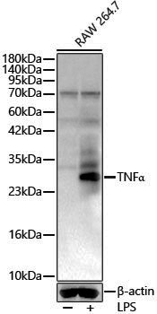 Anti-TNF Alpha Rabbit pAb