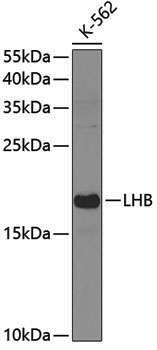 Anti-LHB Rabbit pAb
