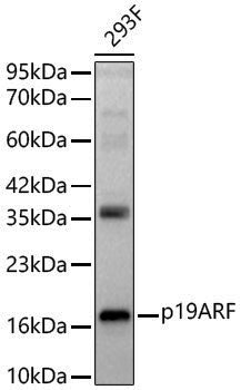 Anti-p19ARF Rabbit pAb