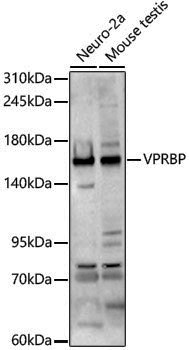 Anti-VPRBP Rabbit pAb