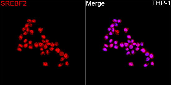 Anti-SREBF2 Rabbit pAb