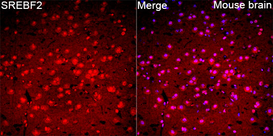 Anti-SREBF2 Rabbit pAb