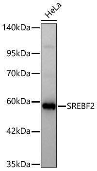 Anti-SREBF2 Rabbit pAb