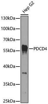 [KO Validated] Anti-PDCD4 Rabbit pAb