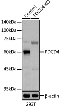 [KO Validated] Anti-PDCD4 Rabbit pAb