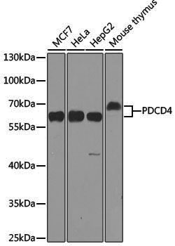 [KO Validated] Anti-PDCD4 Rabbit pAb