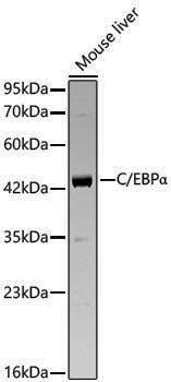 Anti-C/EBP Alpha Rabbit pAb