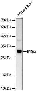 Anti-Il15ra Rabbit pAb
