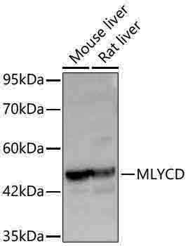 Anti-MLYCD Rabbit pAb