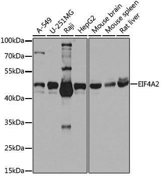 Anti-EIF4A2 Rabbit pAb