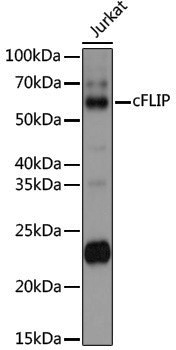 Anti-cFLIP Rabbit pAb