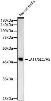 Anti-LAT1/SLC7A5 Rabbit pAb