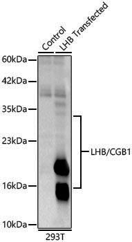 Anti-LHB/CGB1 Rabbit pAb
