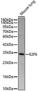 Anti-E2F6 Rabbit pAb