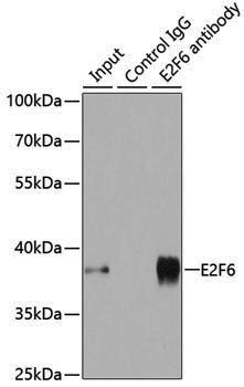 Anti-E2F6 Rabbit pAb