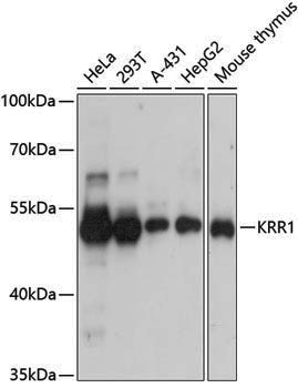 Anti-KRR1 Rabbit pAb