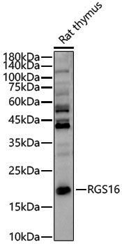 Anti-RGS16 Rabbit pAb