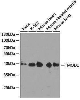 Anti-TMOD1 Rabbit pAb