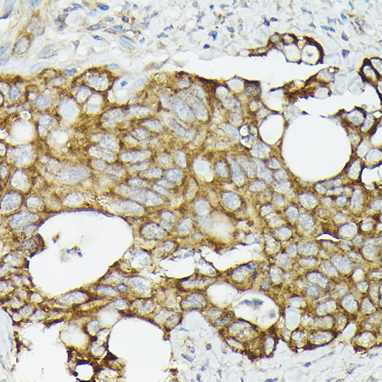 Anti-TRAF7 Rabbit pAb