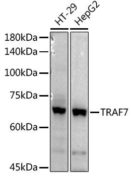 Anti-TRAF7 Rabbit pAb
