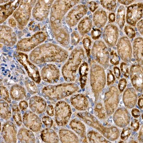 Anti-DVL3 Rabbit pAb