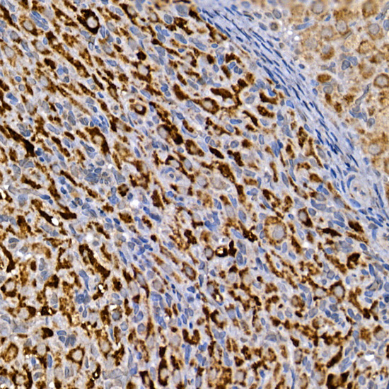 Anti-DVL3 Rabbit pAb