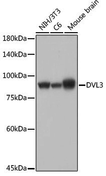 Anti-DVL3 Rabbit pAb