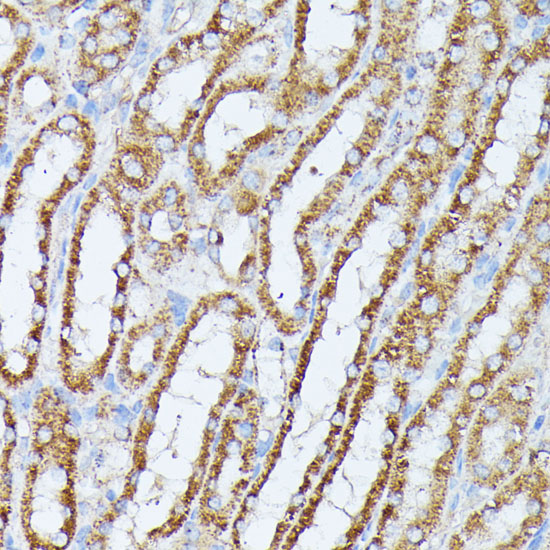 Anti-PP2A Catalytic Beta Rabbit pAb