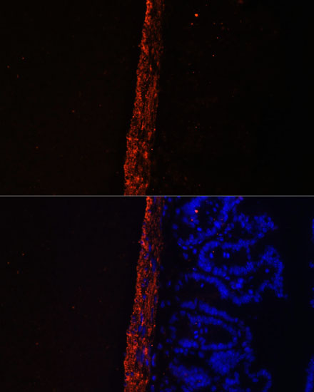 Anti-MYL9 Rabbit pAb