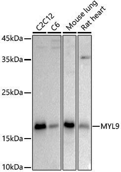 Anti-MYL9 Rabbit pAb