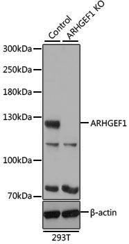 [KO Validated] Anti-ARHGEF1 Rabbit pAb