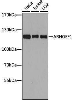 [KO Validated] Anti-ARHGEF1 Rabbit pAb